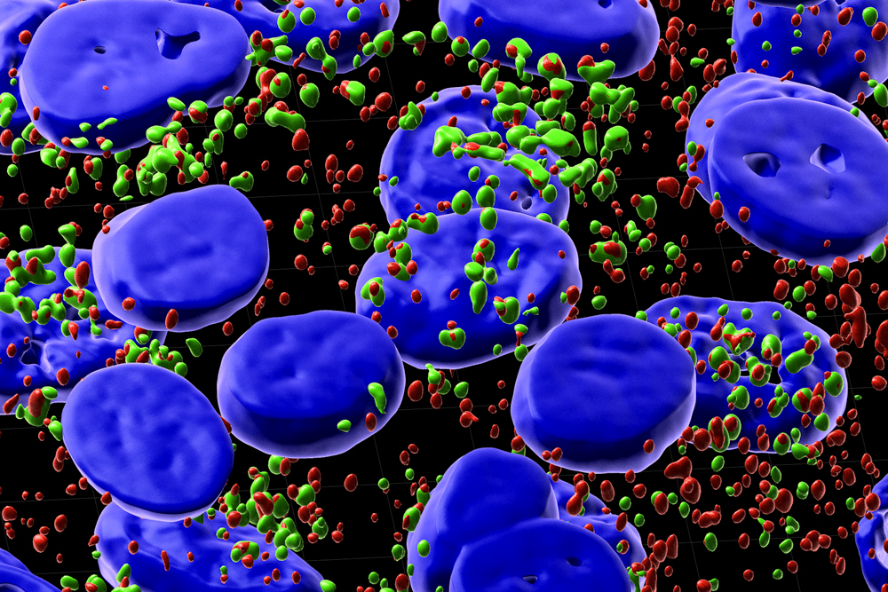 Surface rendering — fluorescence micrograph